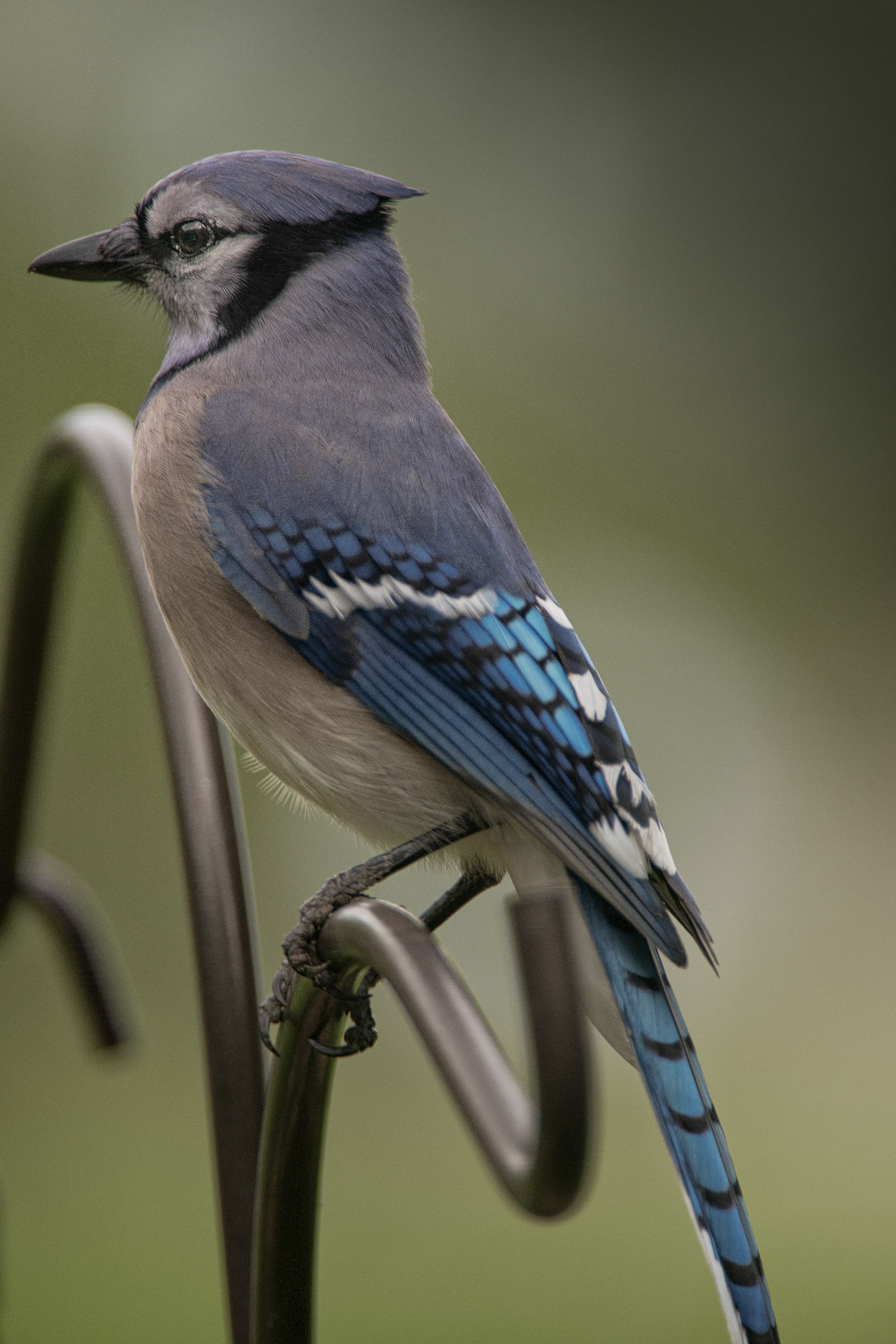 South Texas Blue Jay