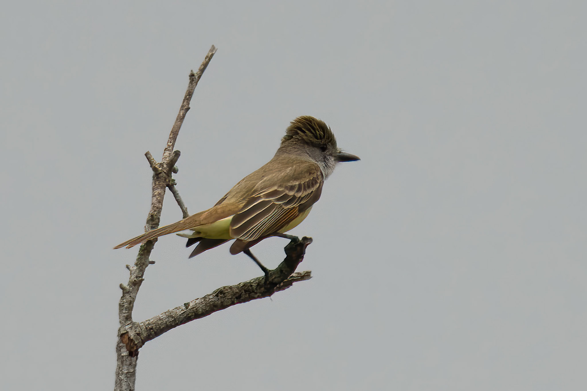 Brown-crested Flycatcher