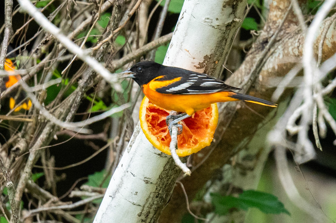 Baltimore Oriole M. Blucher Park