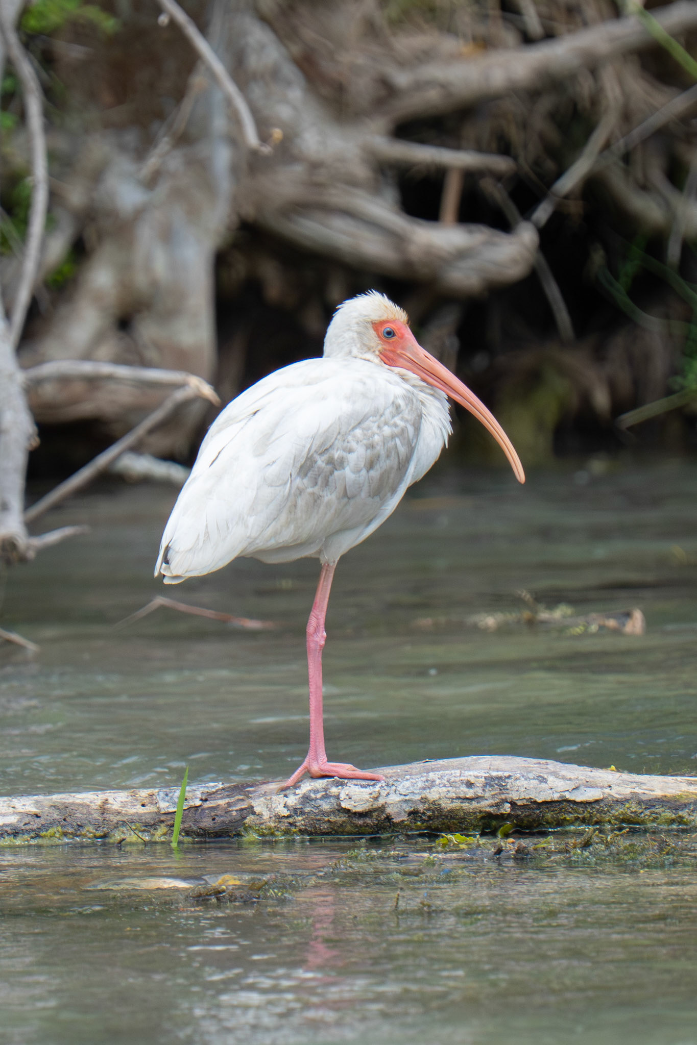 White Ibis