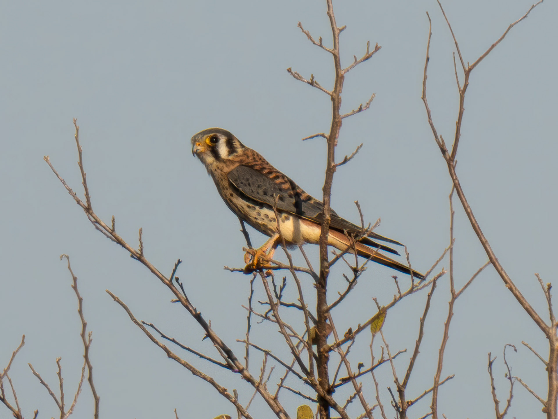 American Kestrel