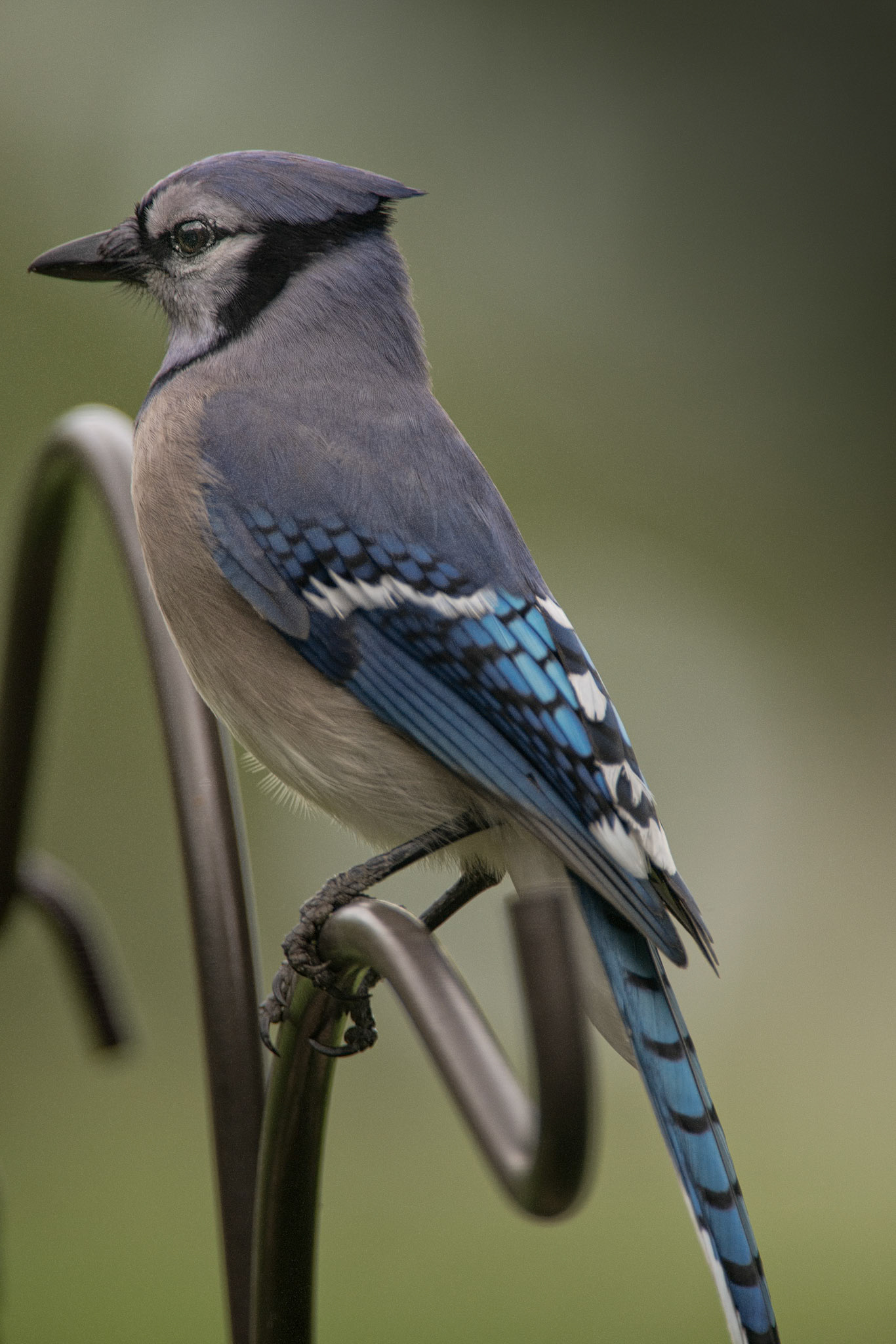 South Texas Blue Jay