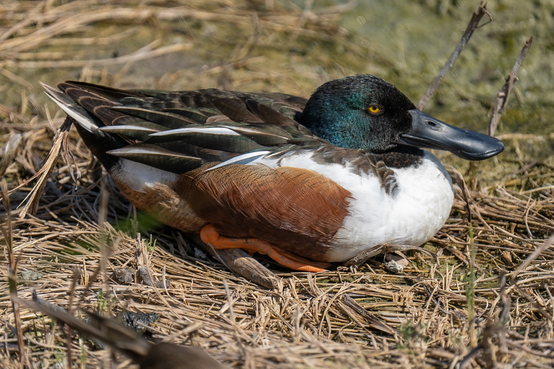 Northern Shoveler