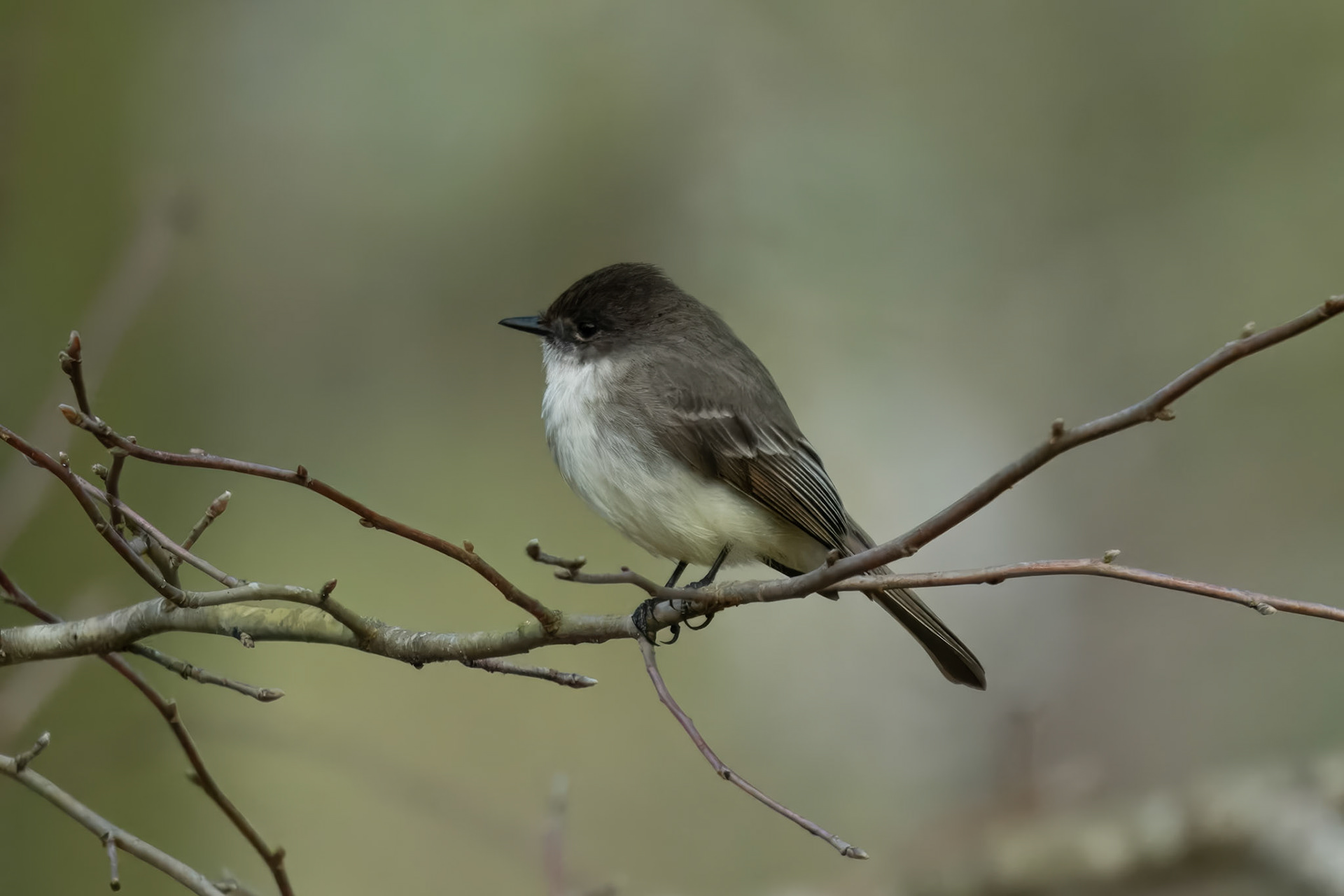 Eastern Phoebe. Adult. Clinch County Georgia