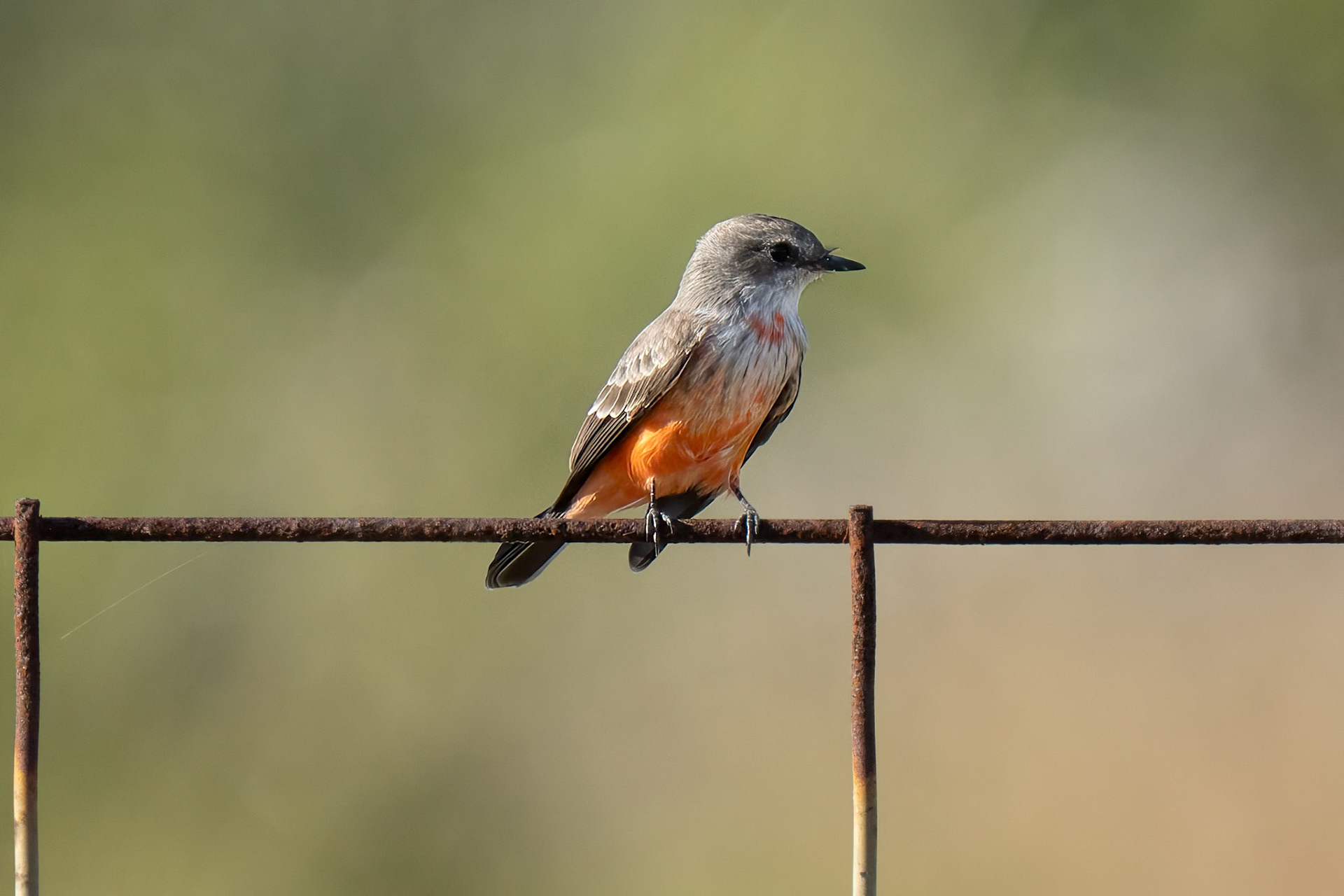 Female Vermilion Flycather