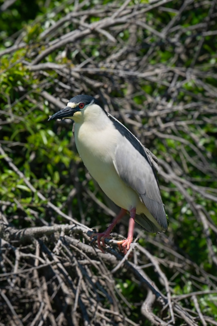 Black Crowned Night Heron