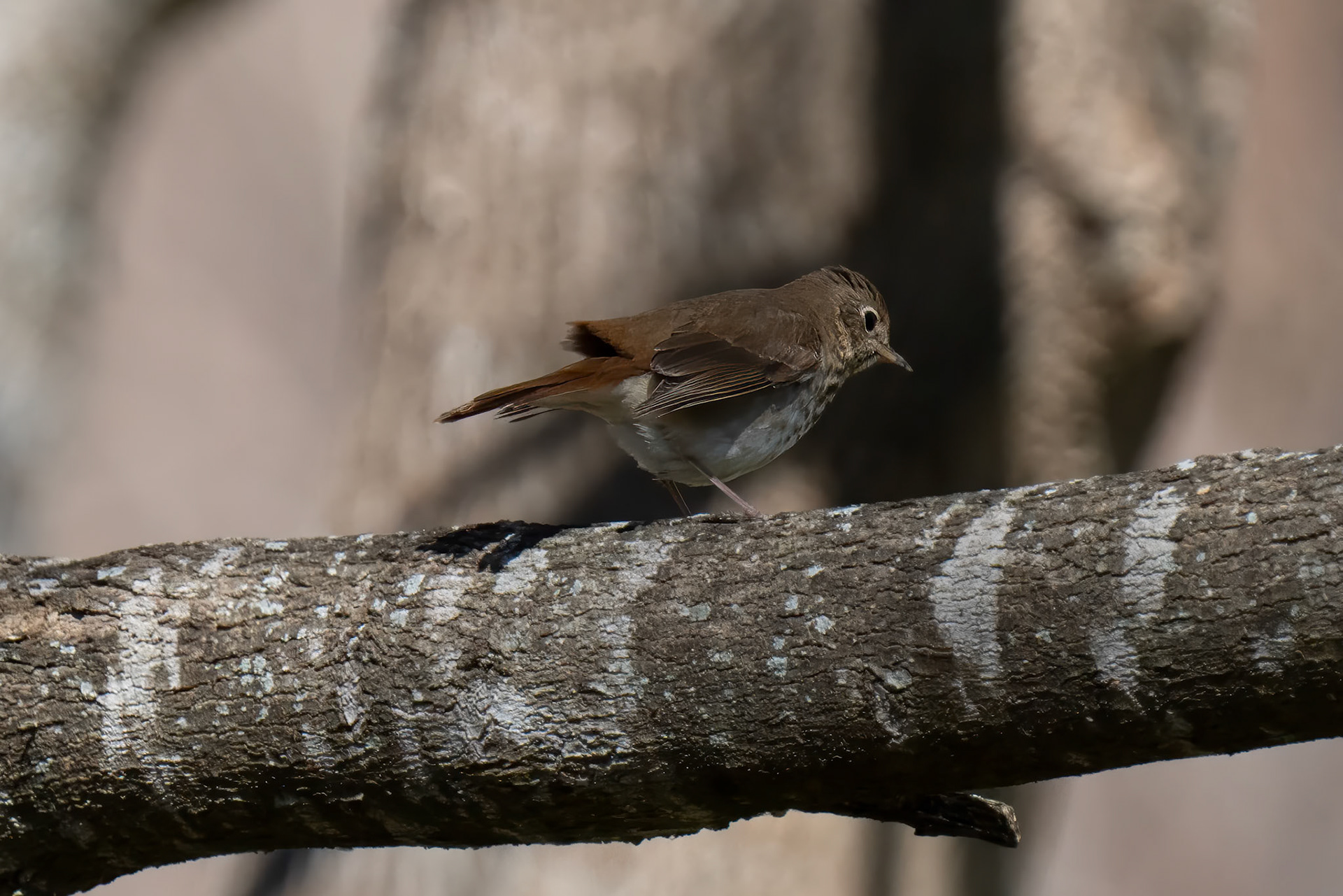 Hermit Thrush