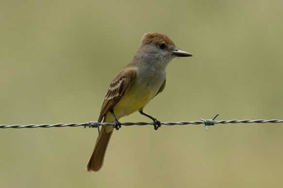 Brown-crested Flycatcher