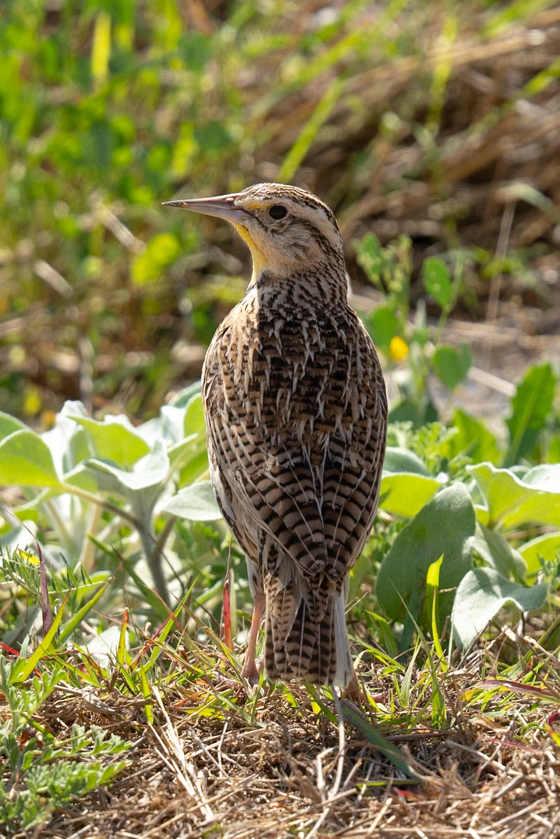 Eastern Meadowlark