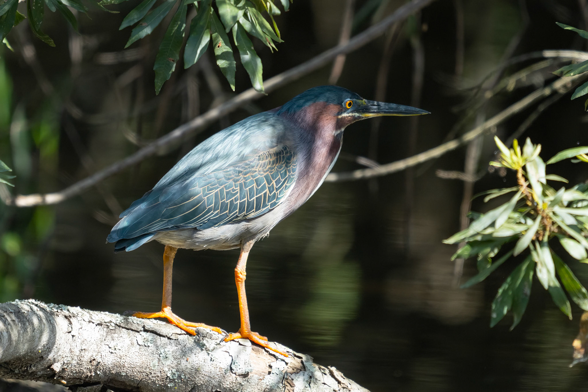 Tree Heron