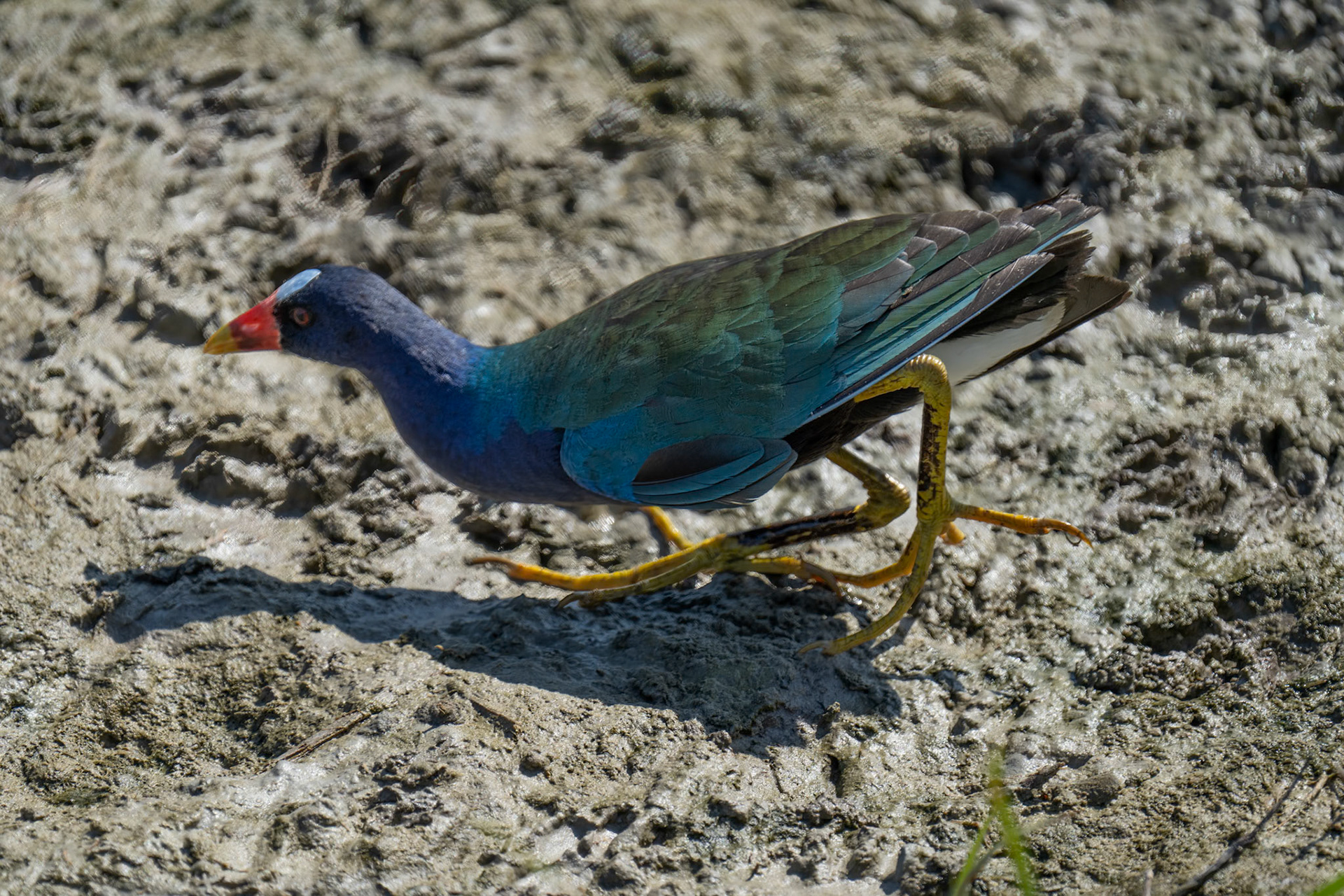 Purple Gallinule