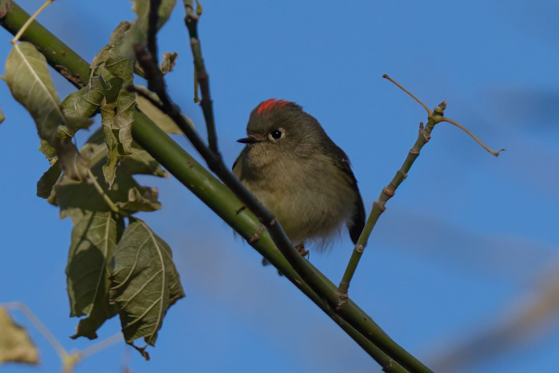 Ruby-crowned Kinglet