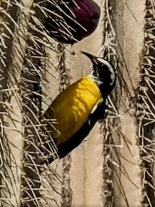 Bananaquit