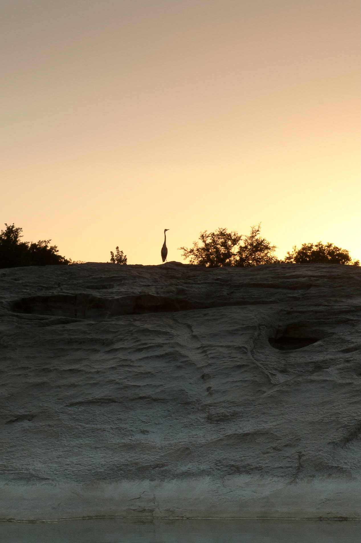 Heron looking for food