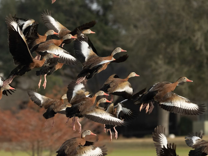 Whistling Ducks in Colony Creek