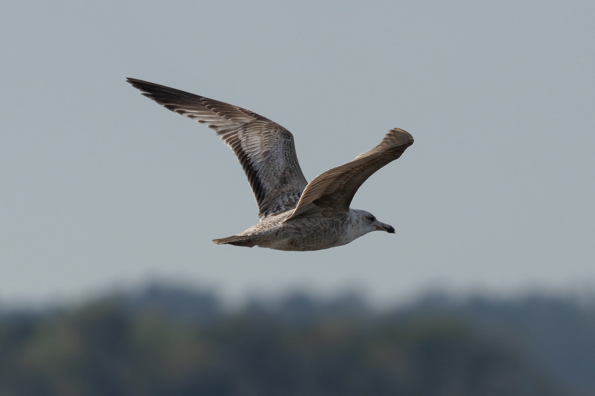 Herring Gull