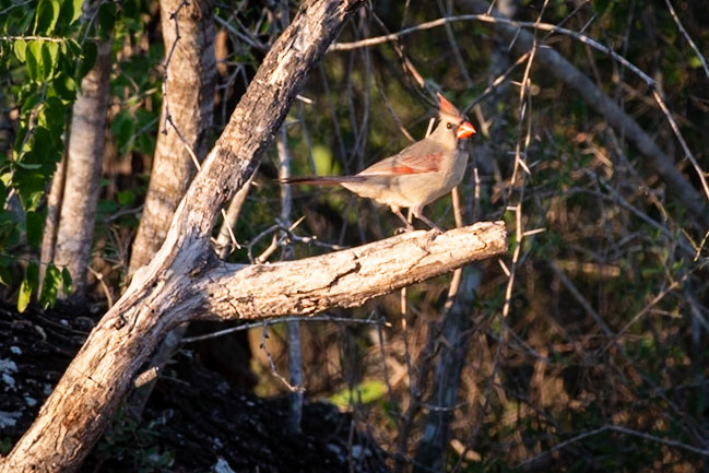 Female Northern Cardinal