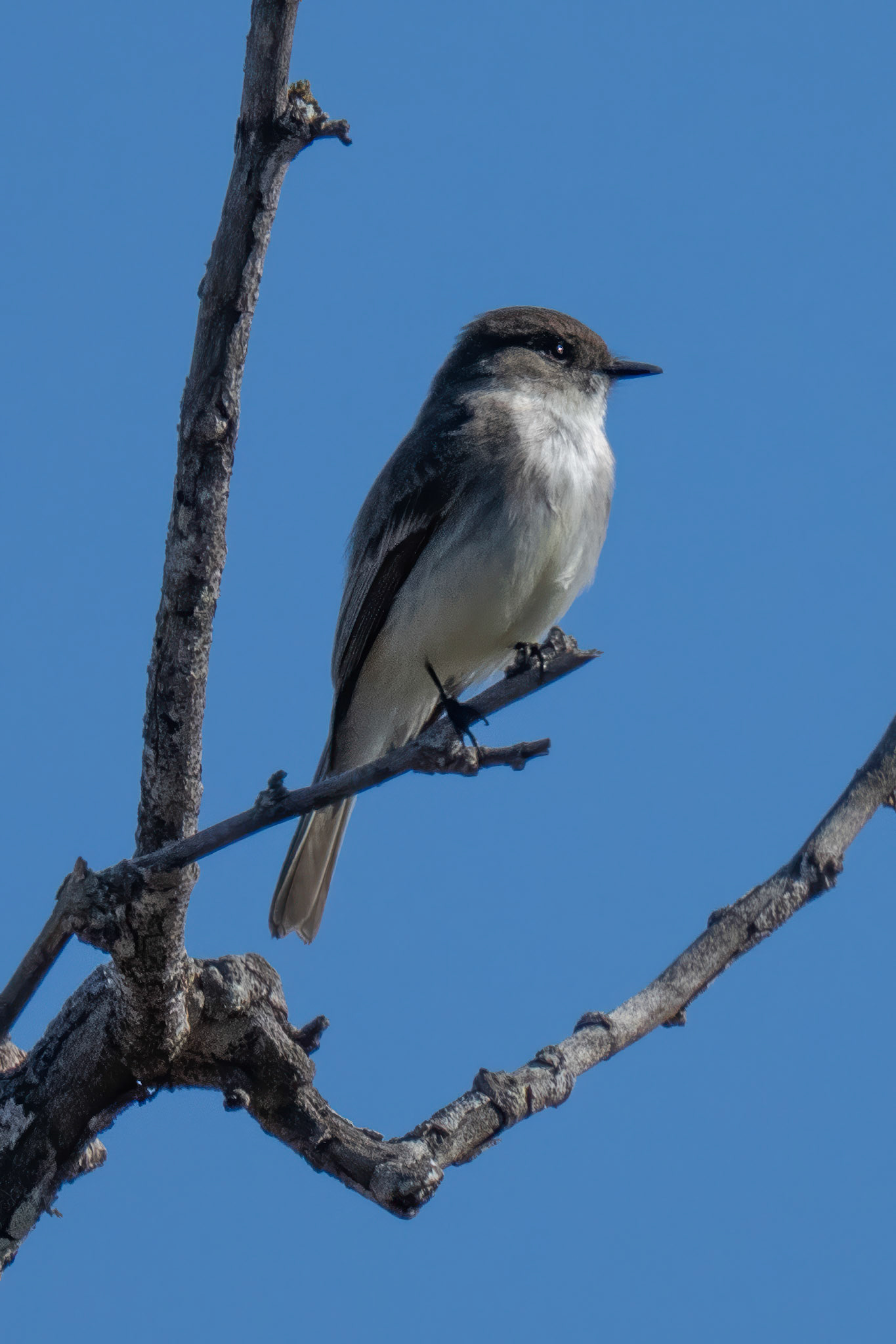 Eastern Phoebe