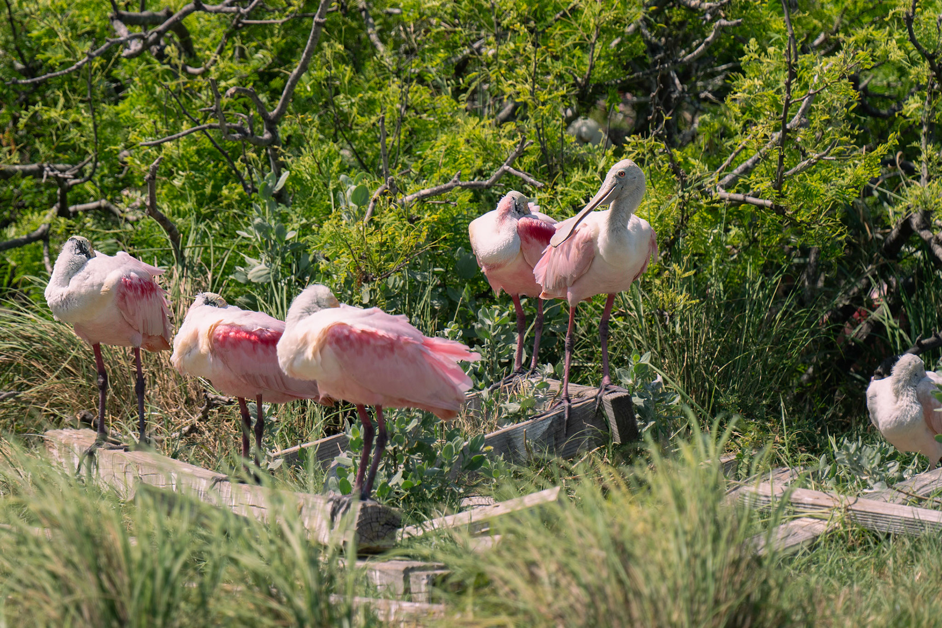 Roseate Spoonbill