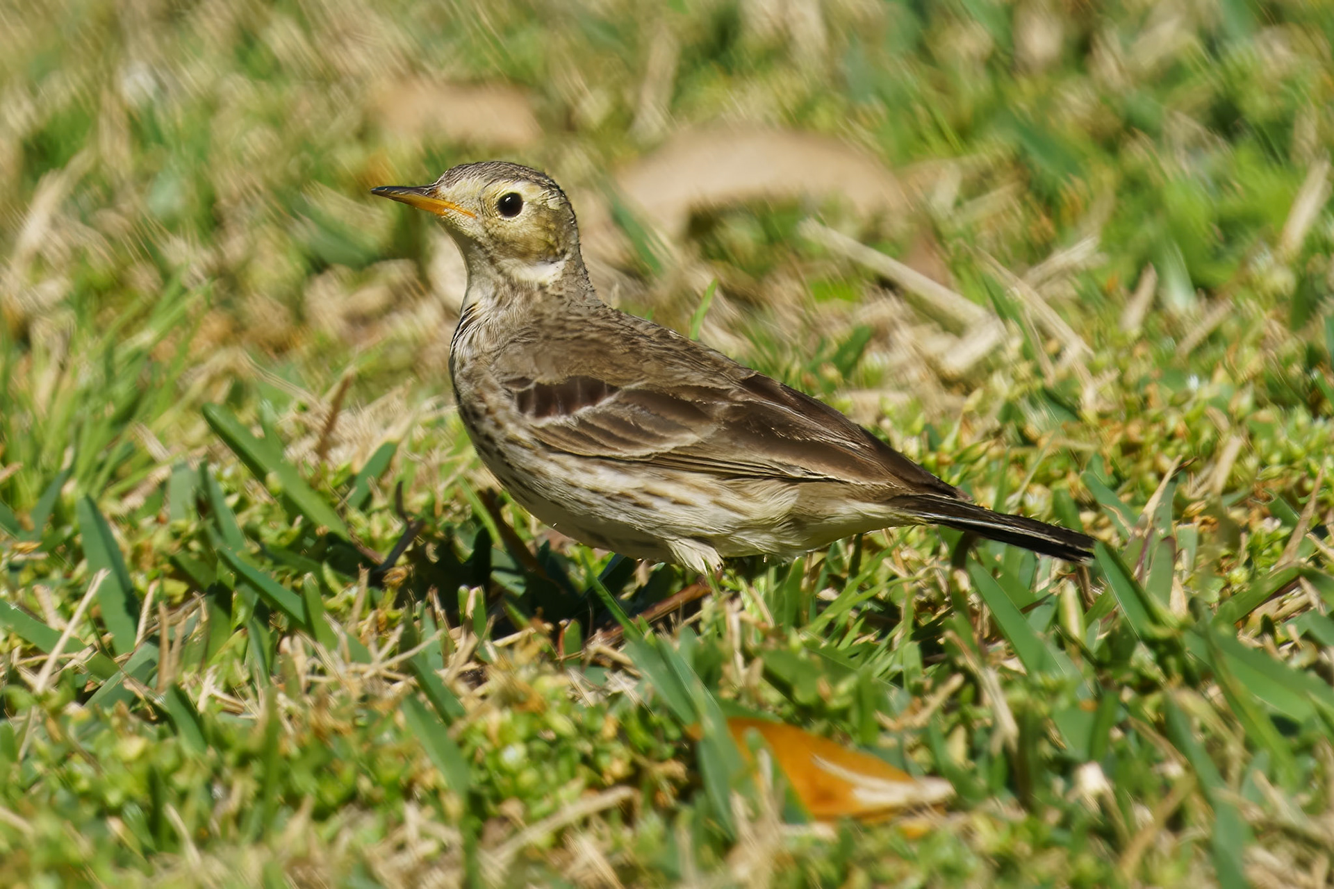 American Pipit