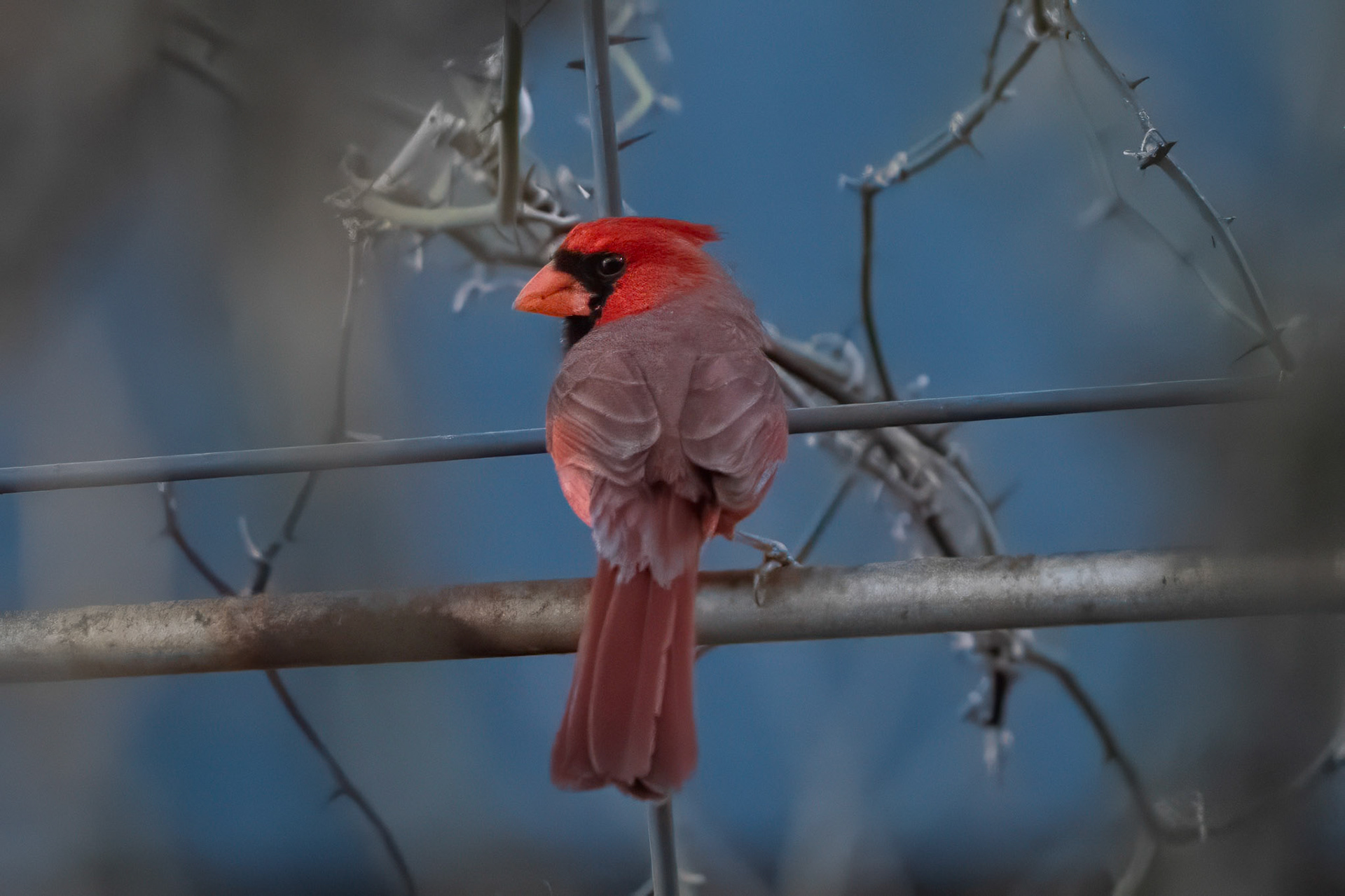Northern Cardinal