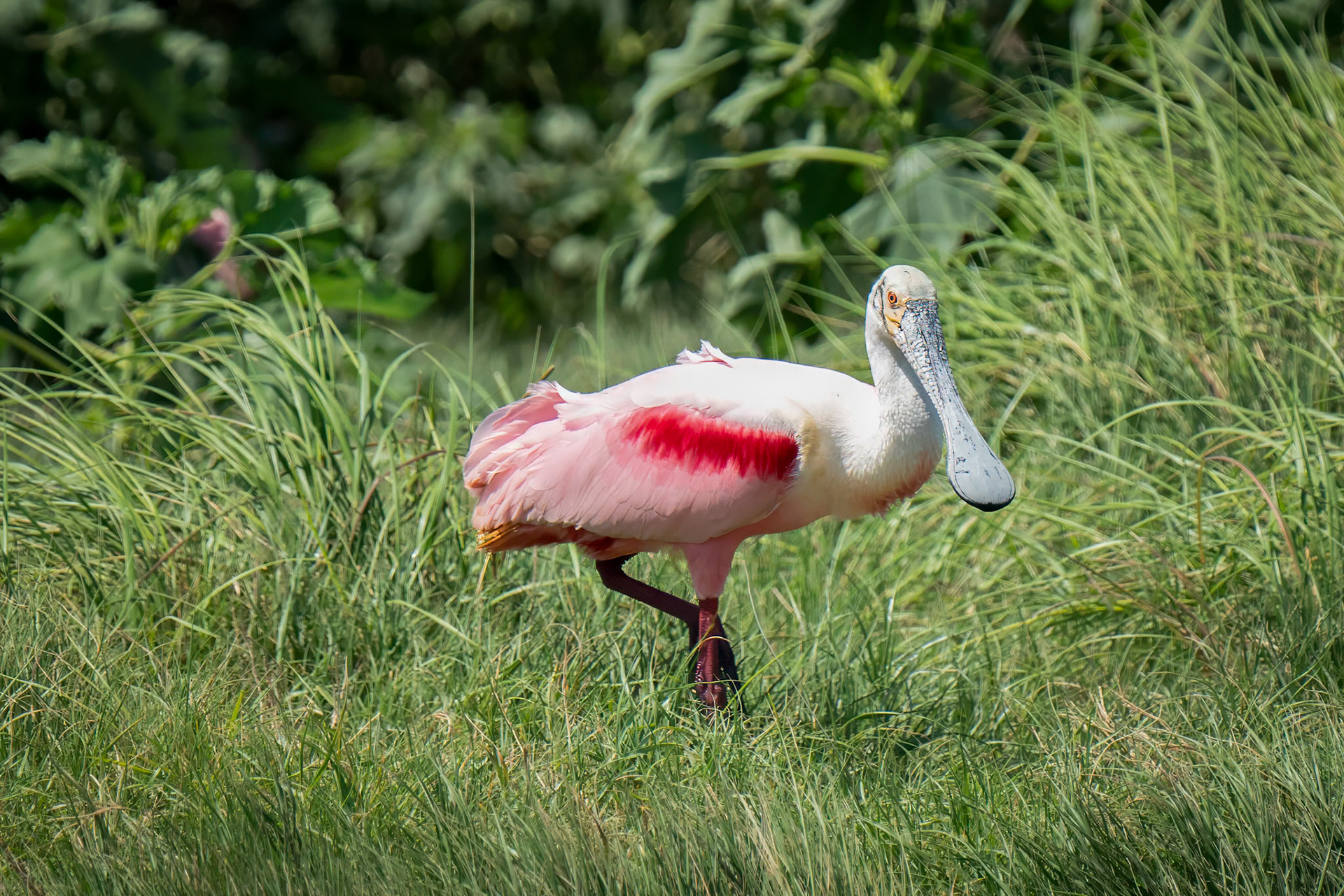 Roseate Spoonbill