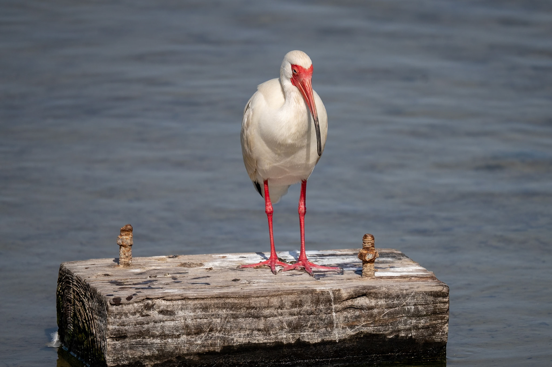 White Ibis