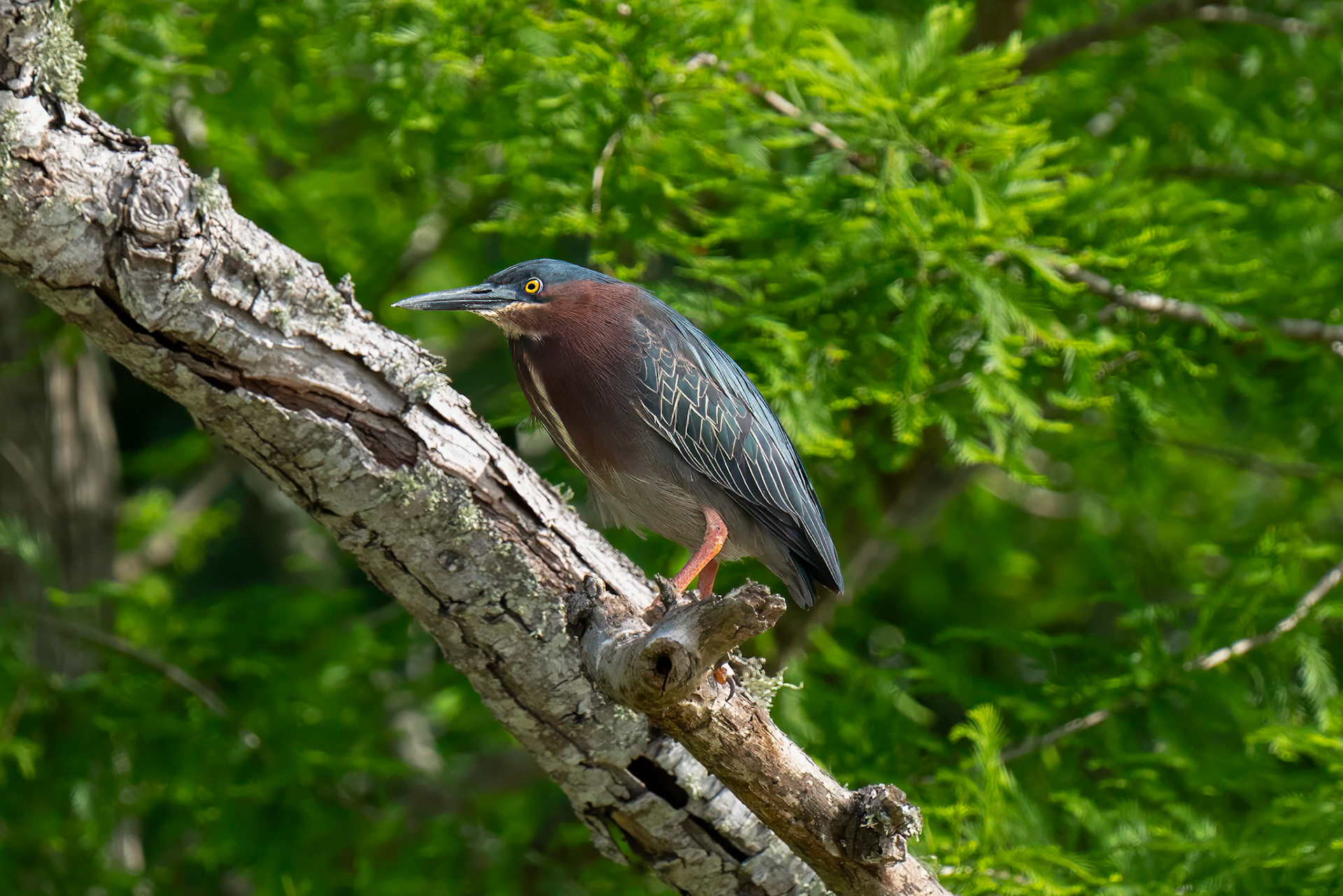Tree Heron