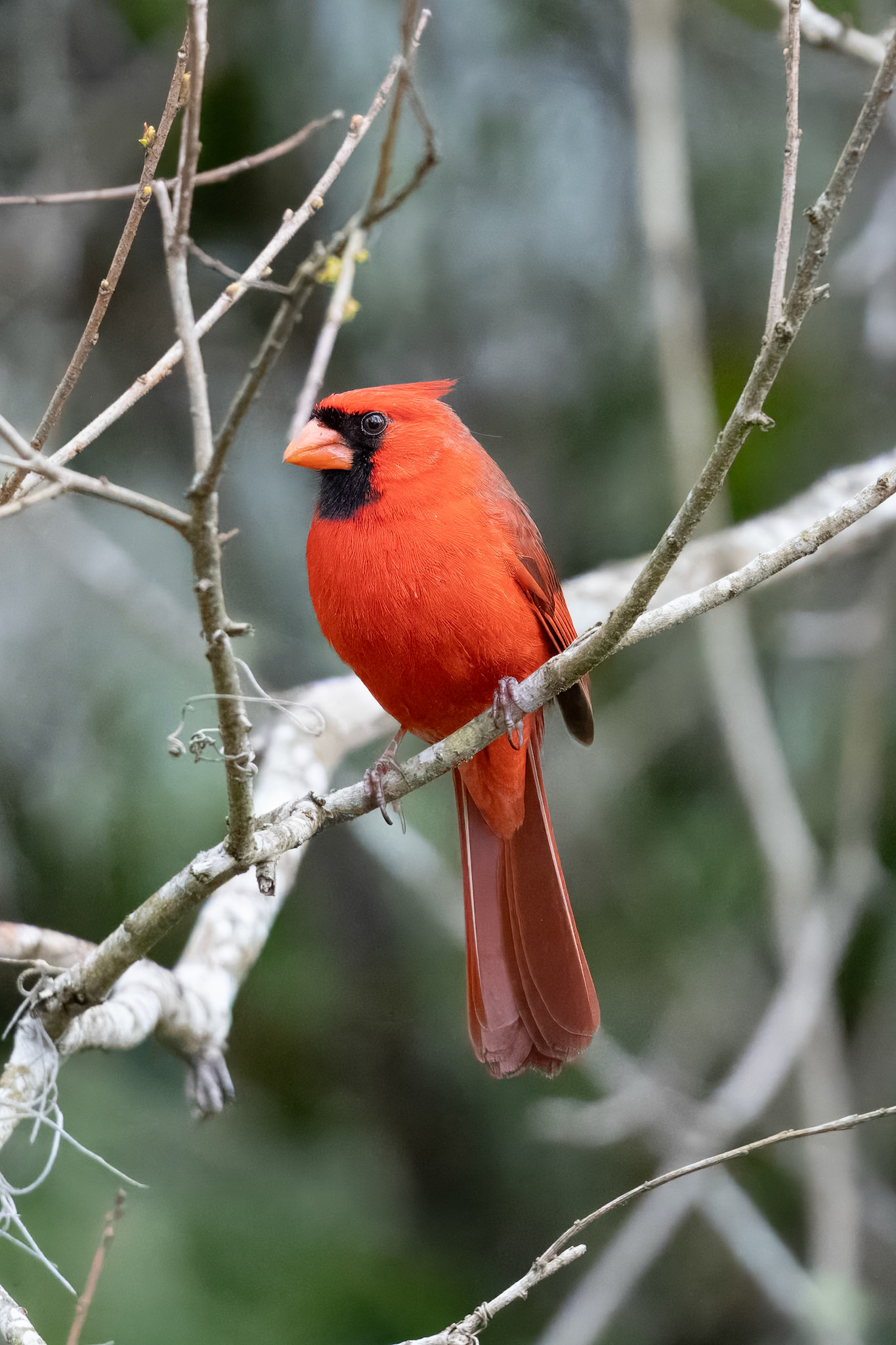 Northern Cardinal.Adult. Clinch County Georgia