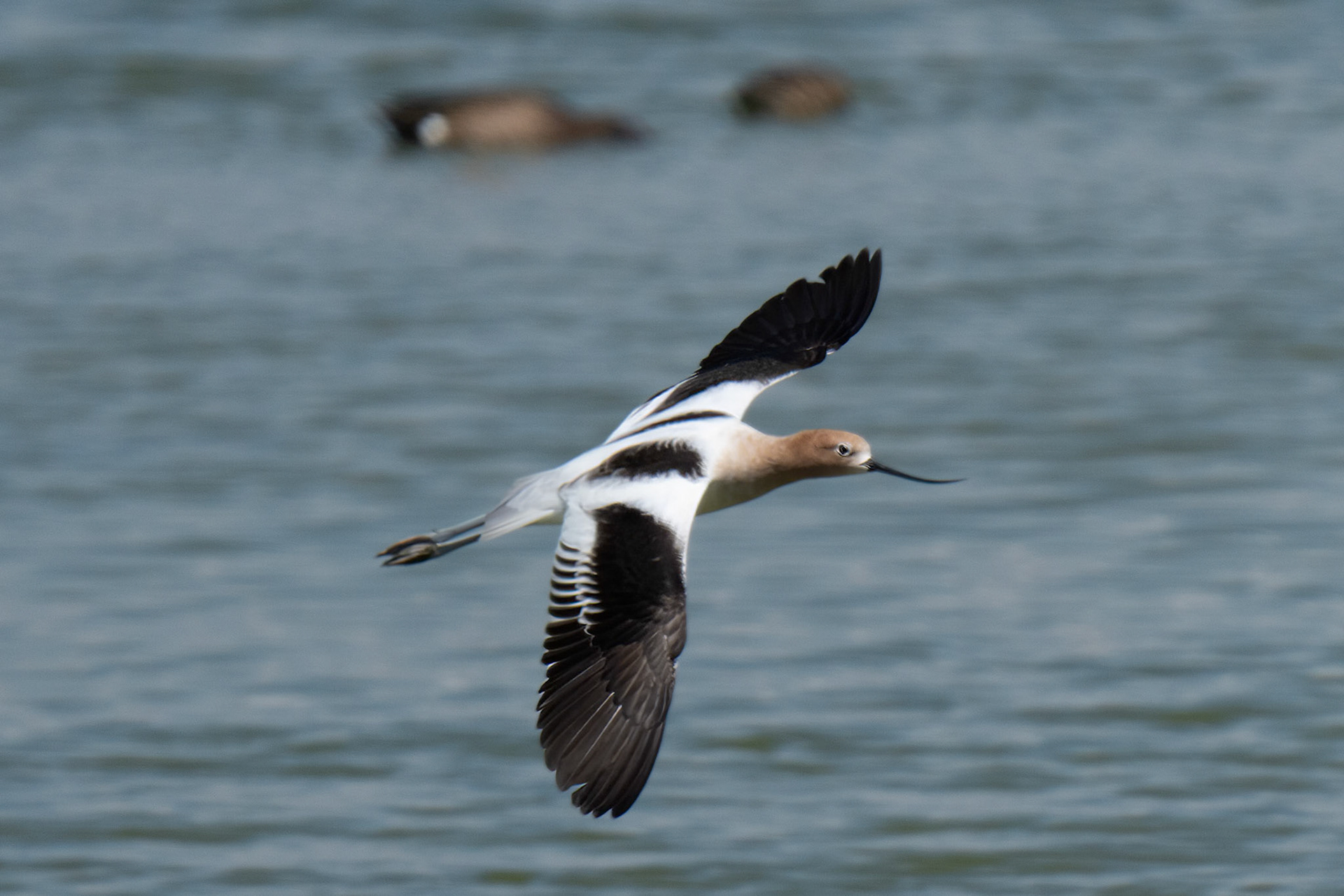 American Avocet in flight Port Aransas