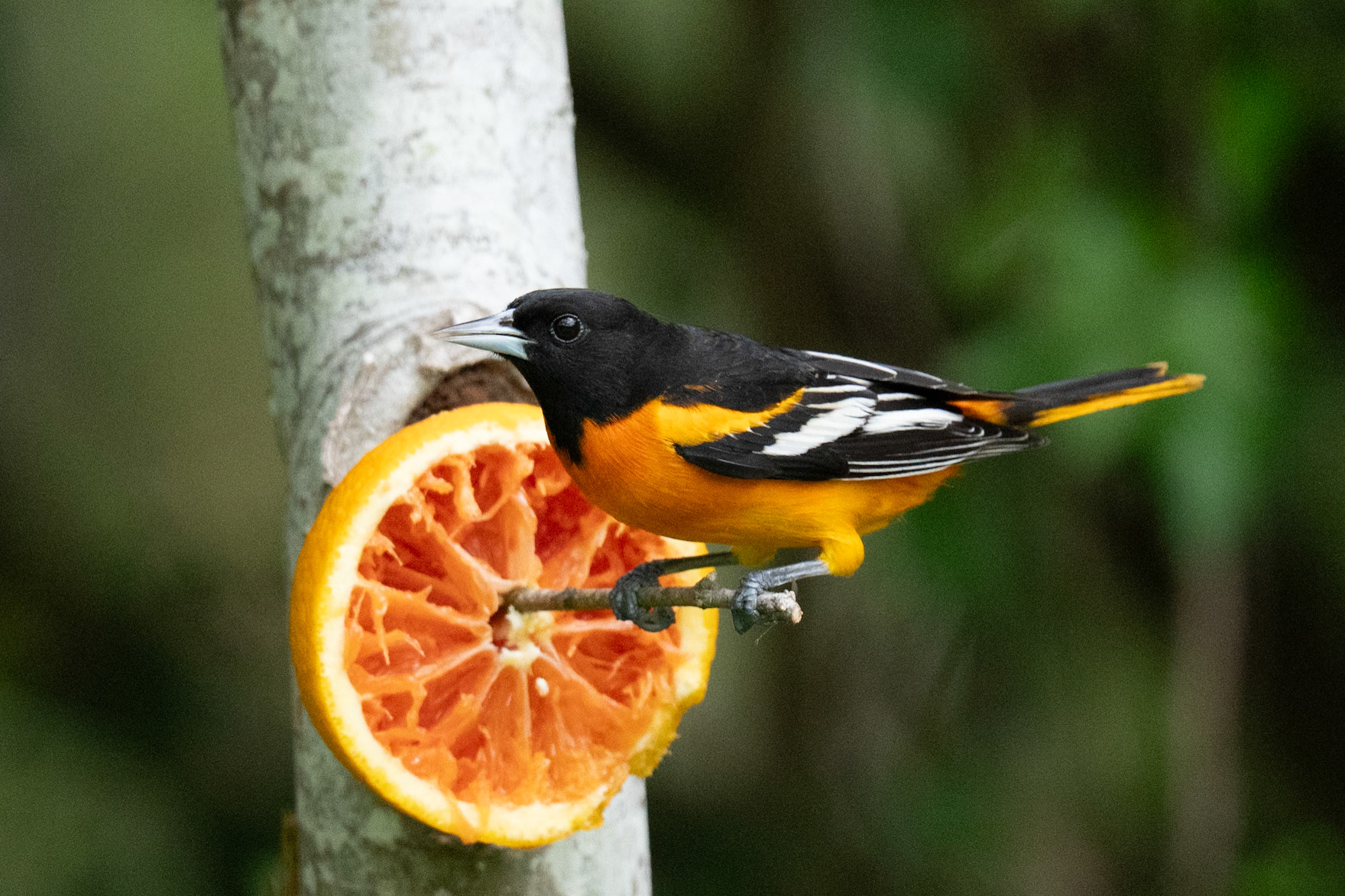 Baltimore Oriole . Blucher Park