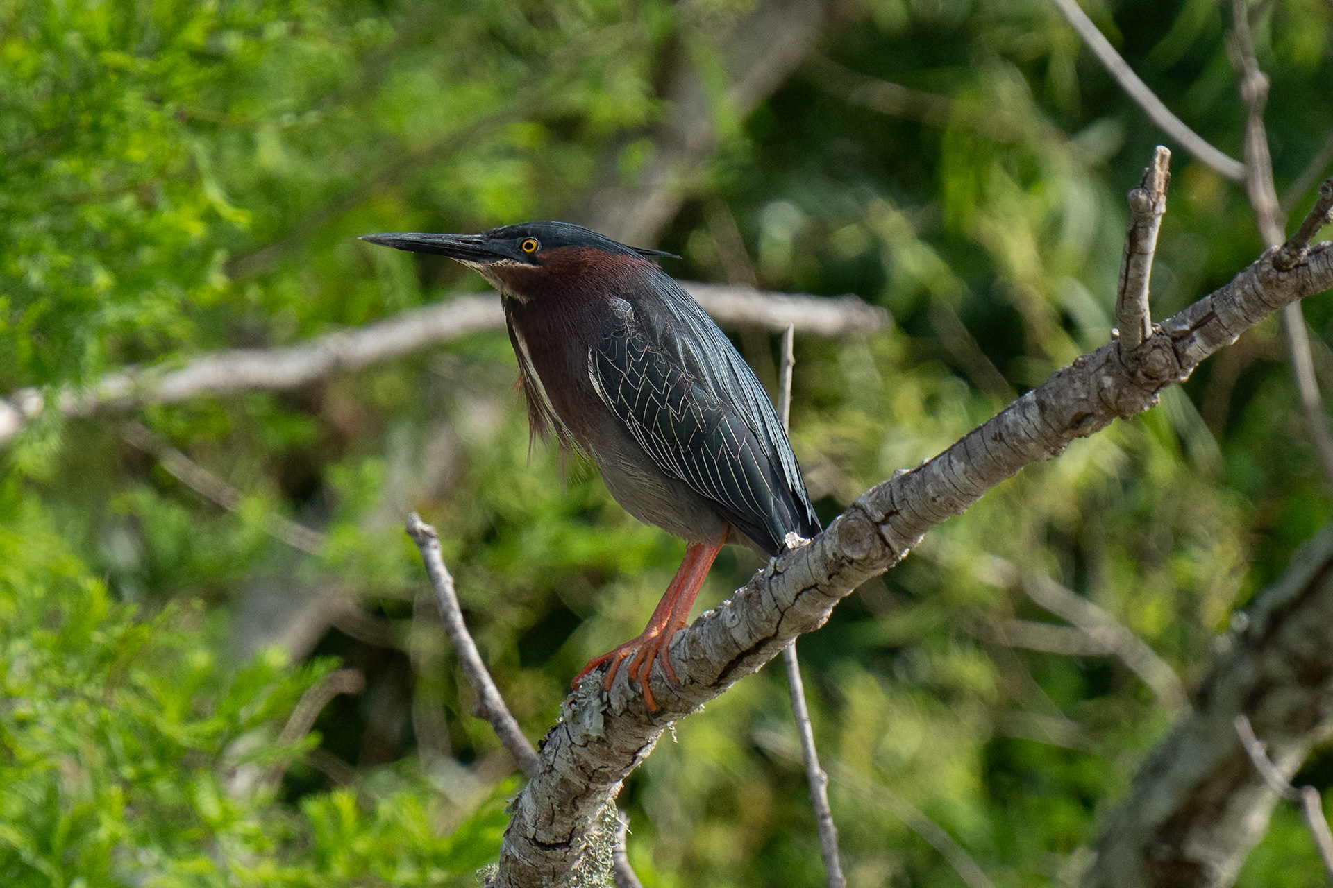 Tree Heron