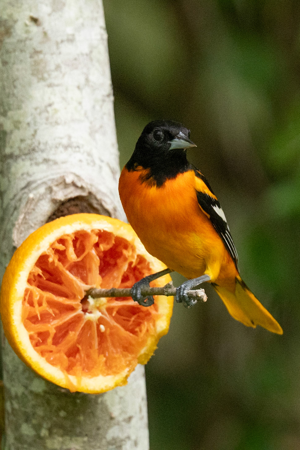 Baltimore Oriole . Blucher Park