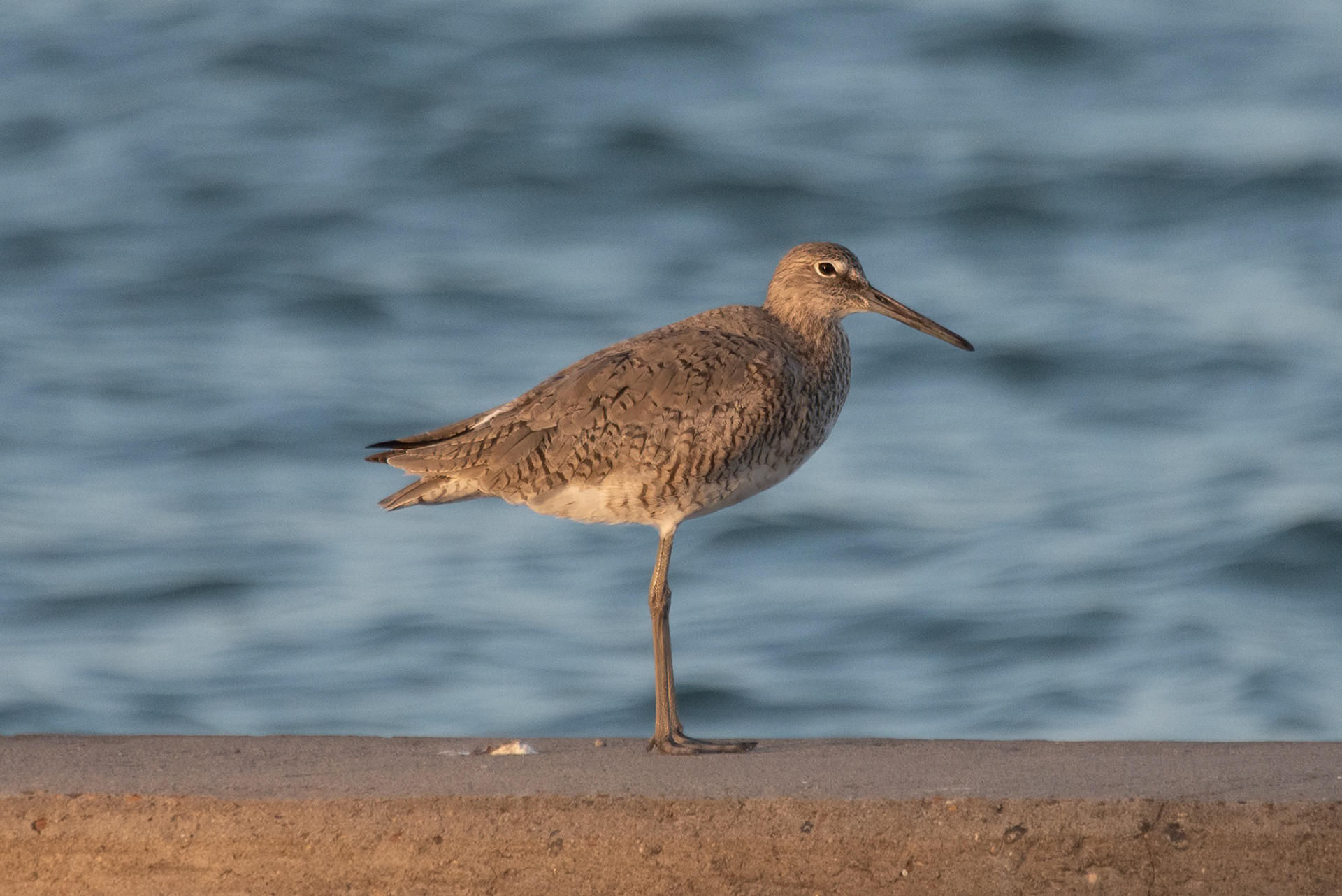 Willet. a large Sanpiper