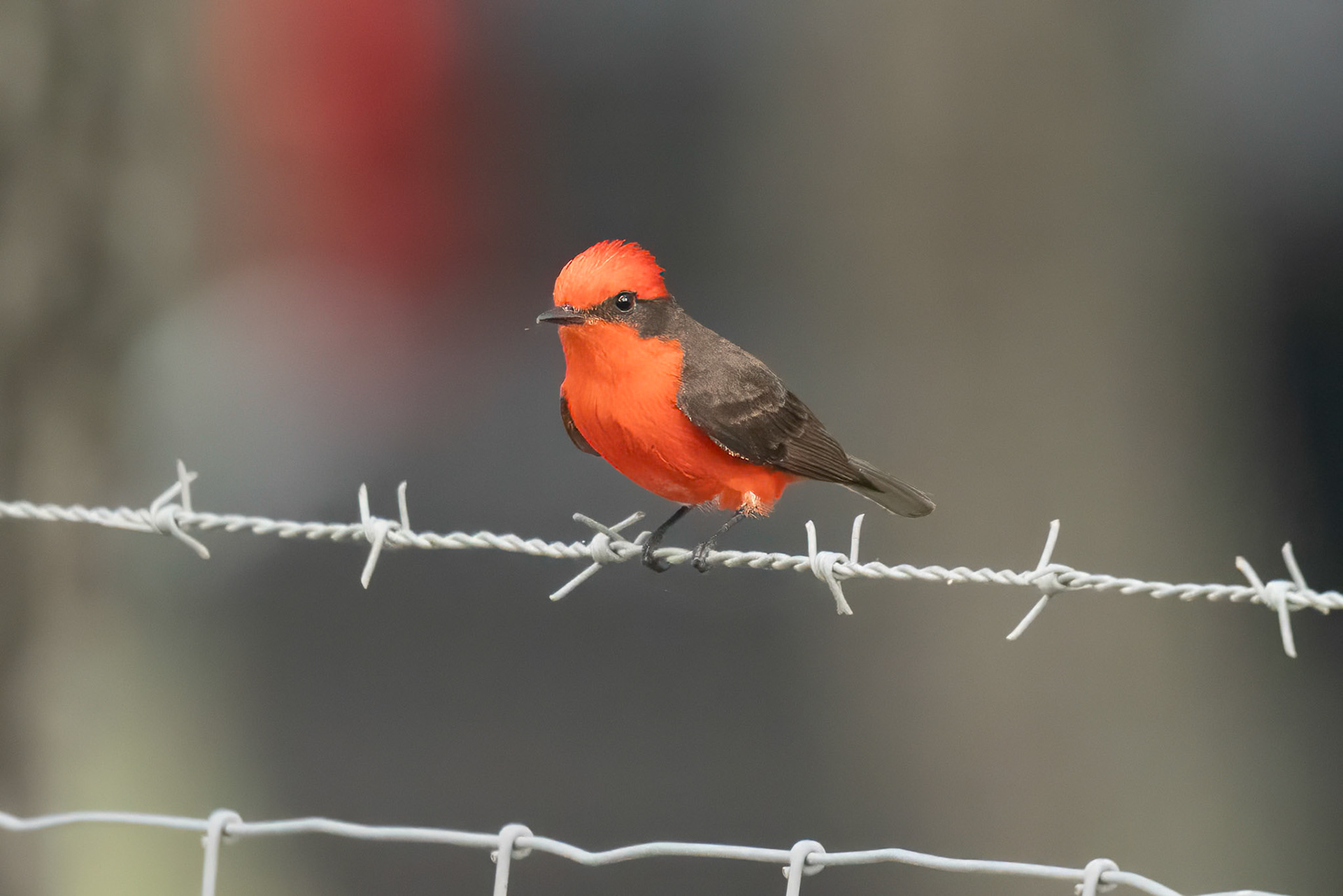 Vermilion Flycather