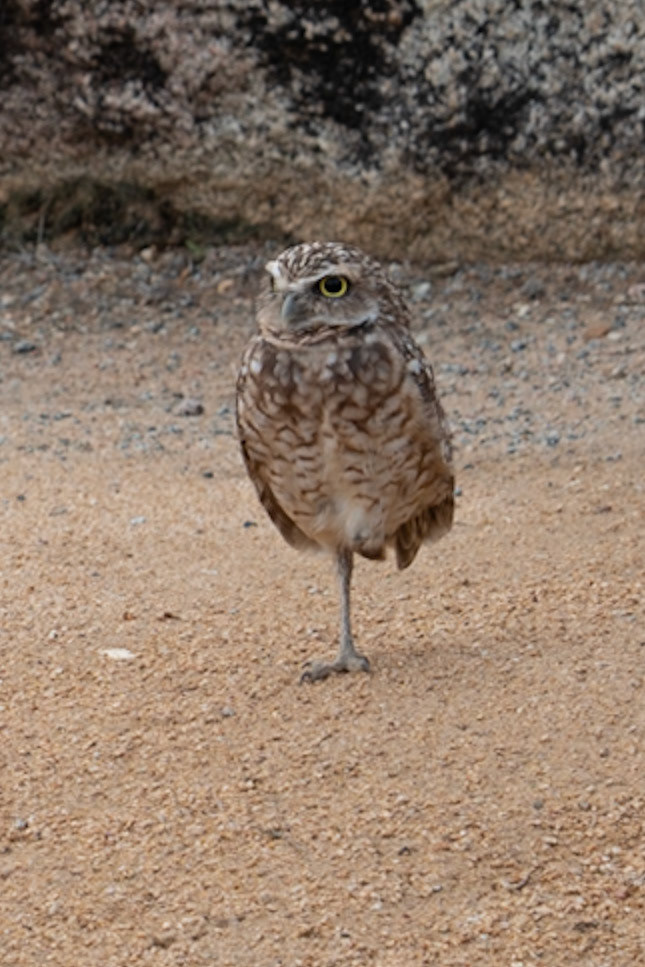 Burroughing Owl