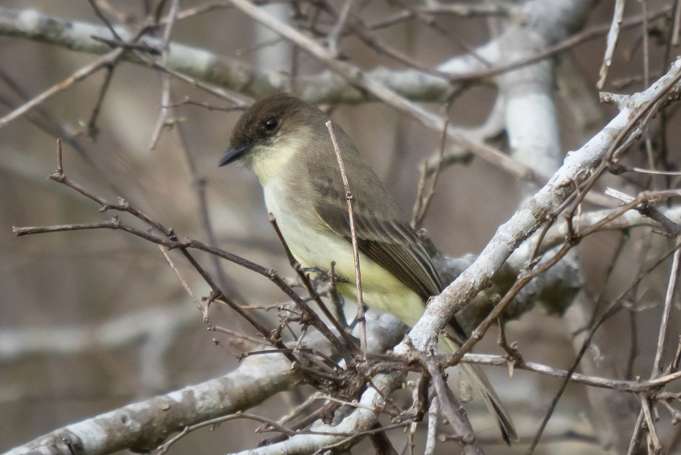 Eastern Phoebe