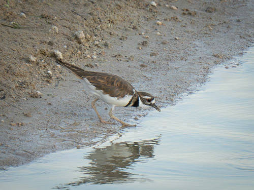 Killdeer