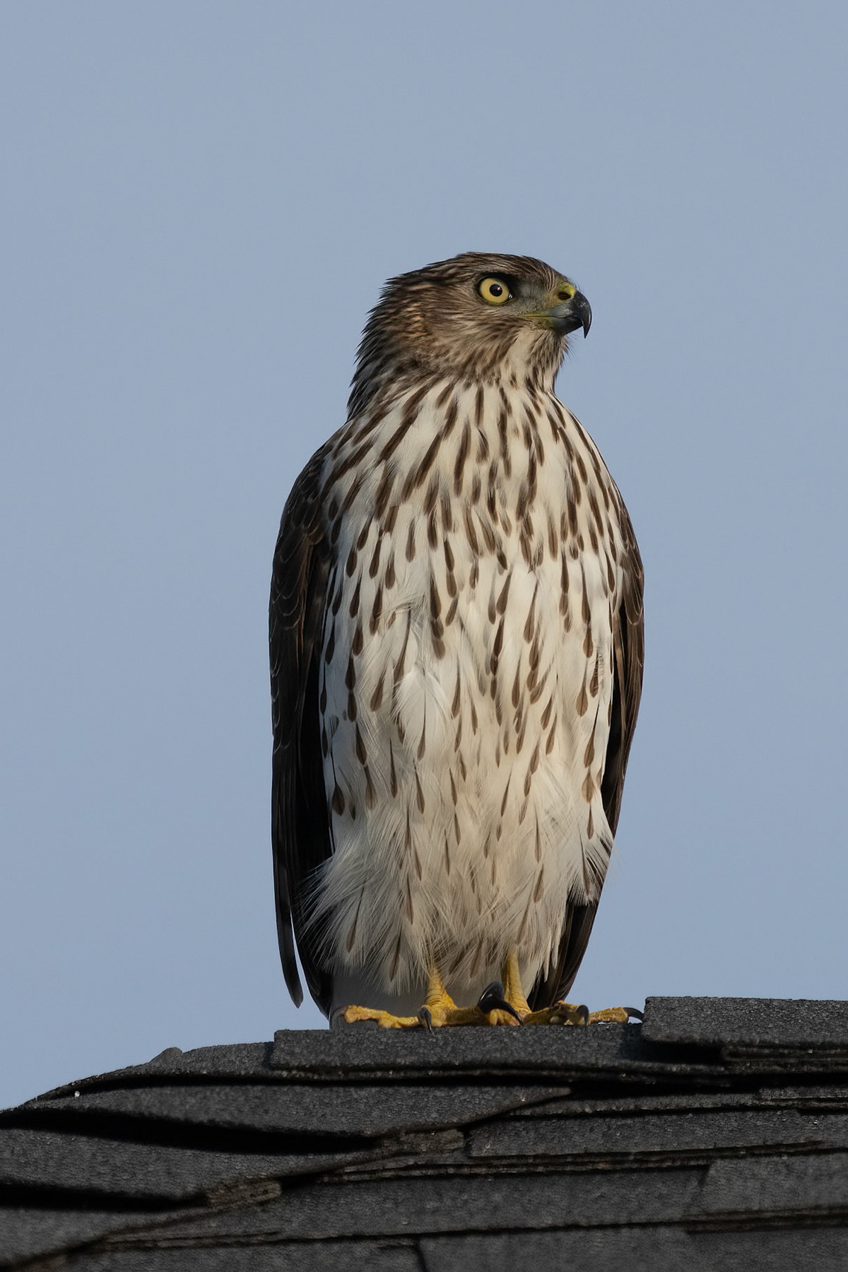 Hawk on the lookout for food
