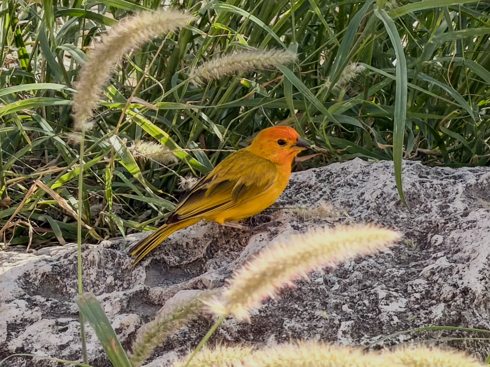 Saffron Finch