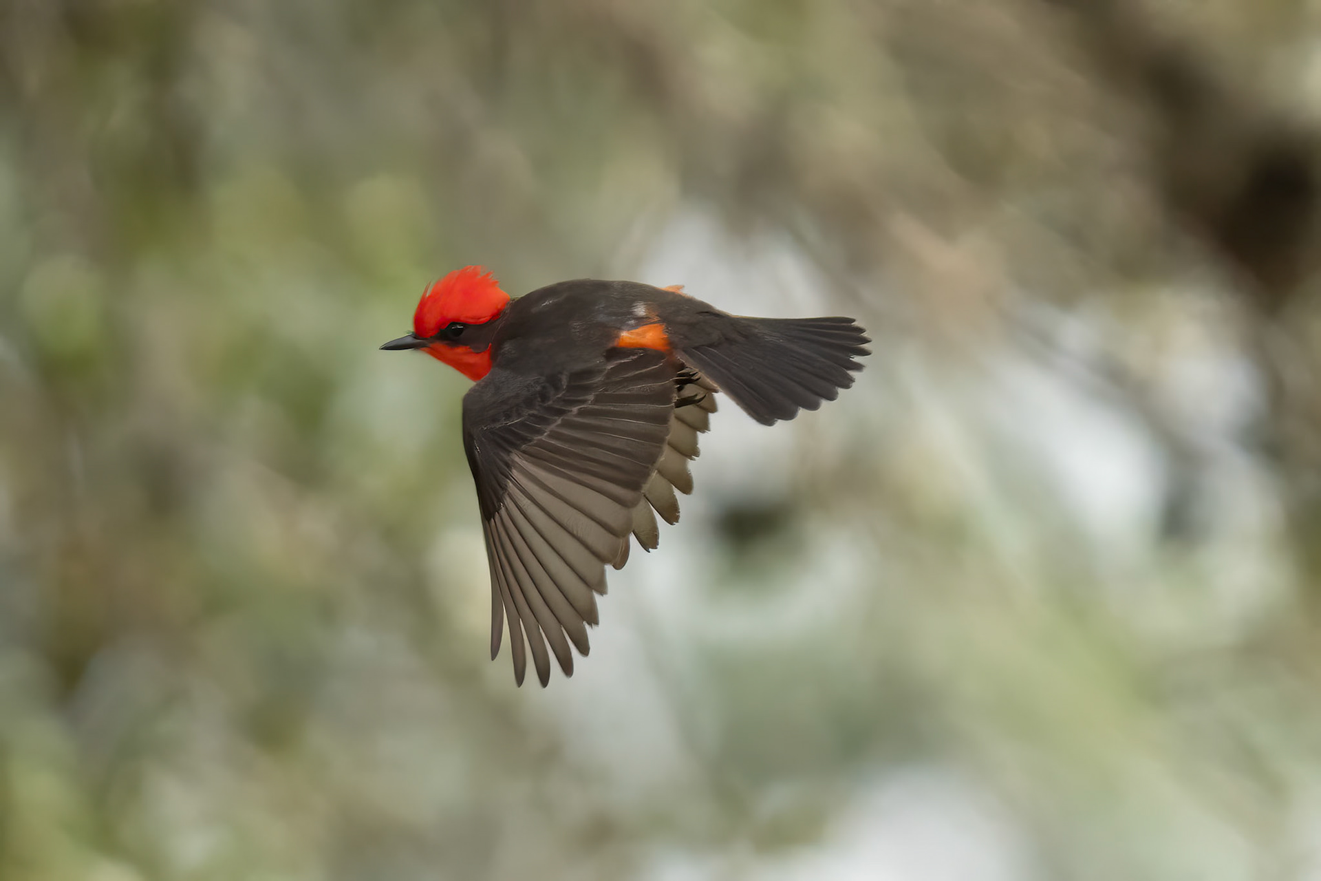 Vermilion Flycatcher in flight