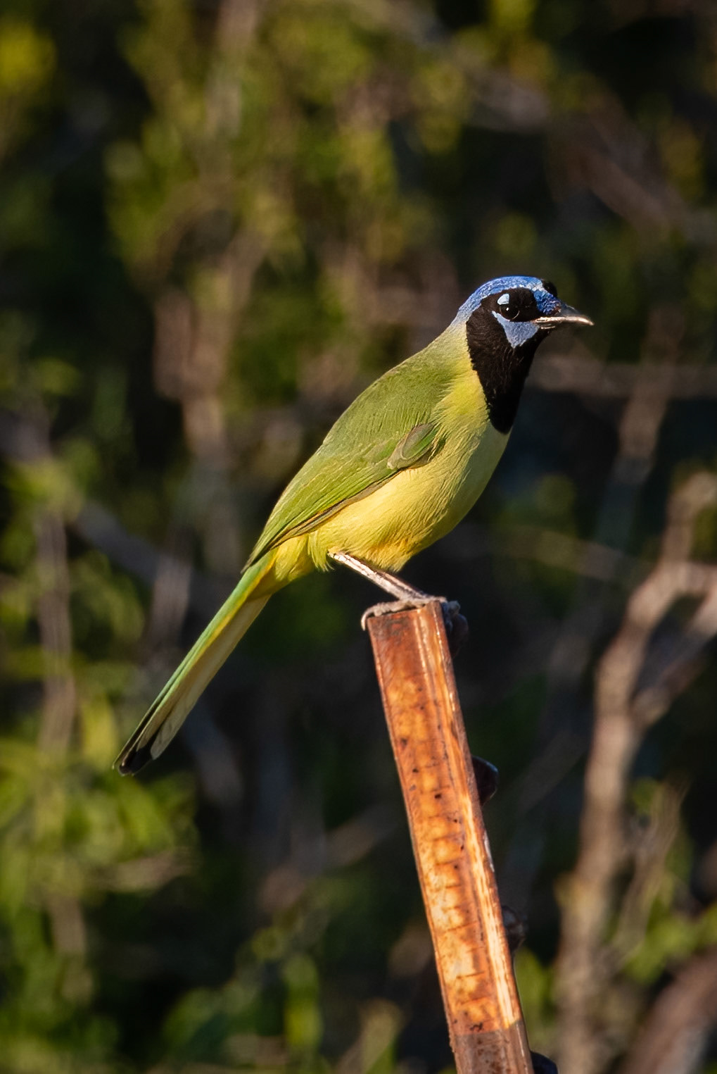 Green Jay