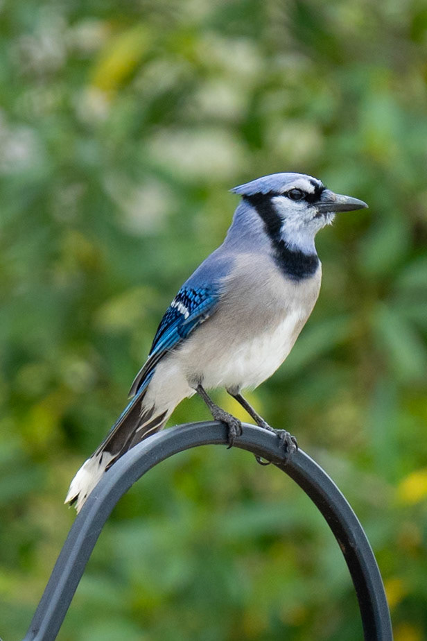 Bluejay. Victoria CO