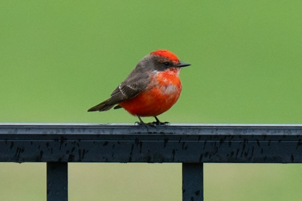 Vermilion Flycatcher