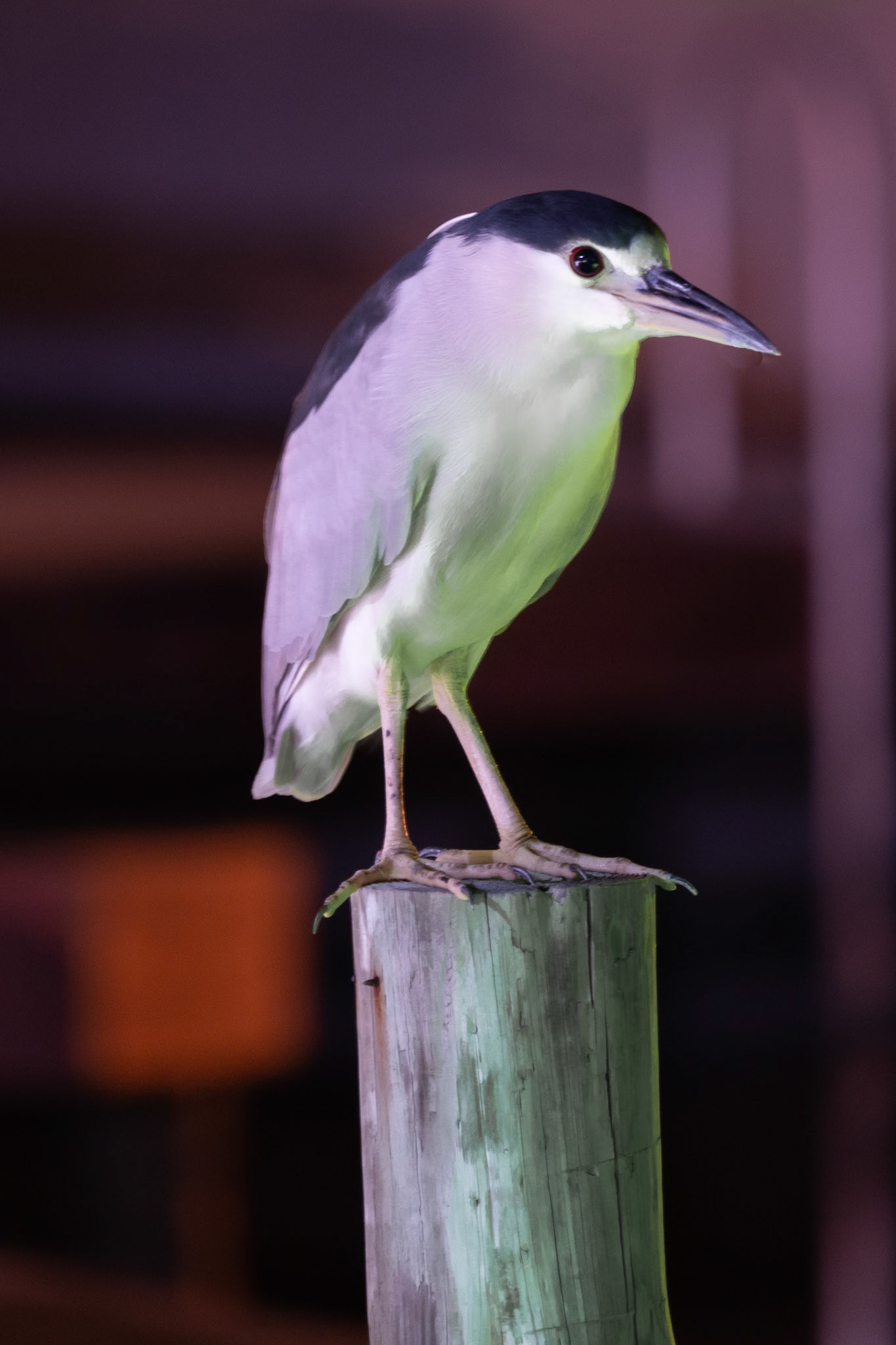 Black Crowned Night Heron