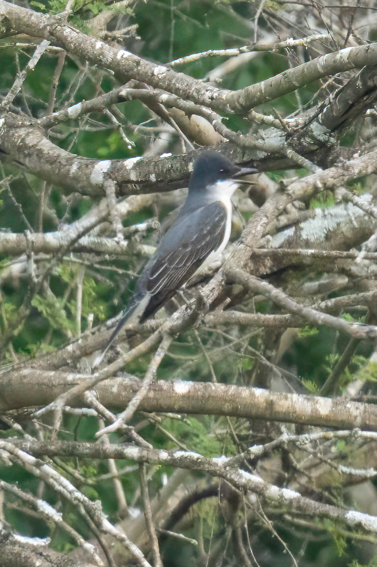 Eastern Kingbird