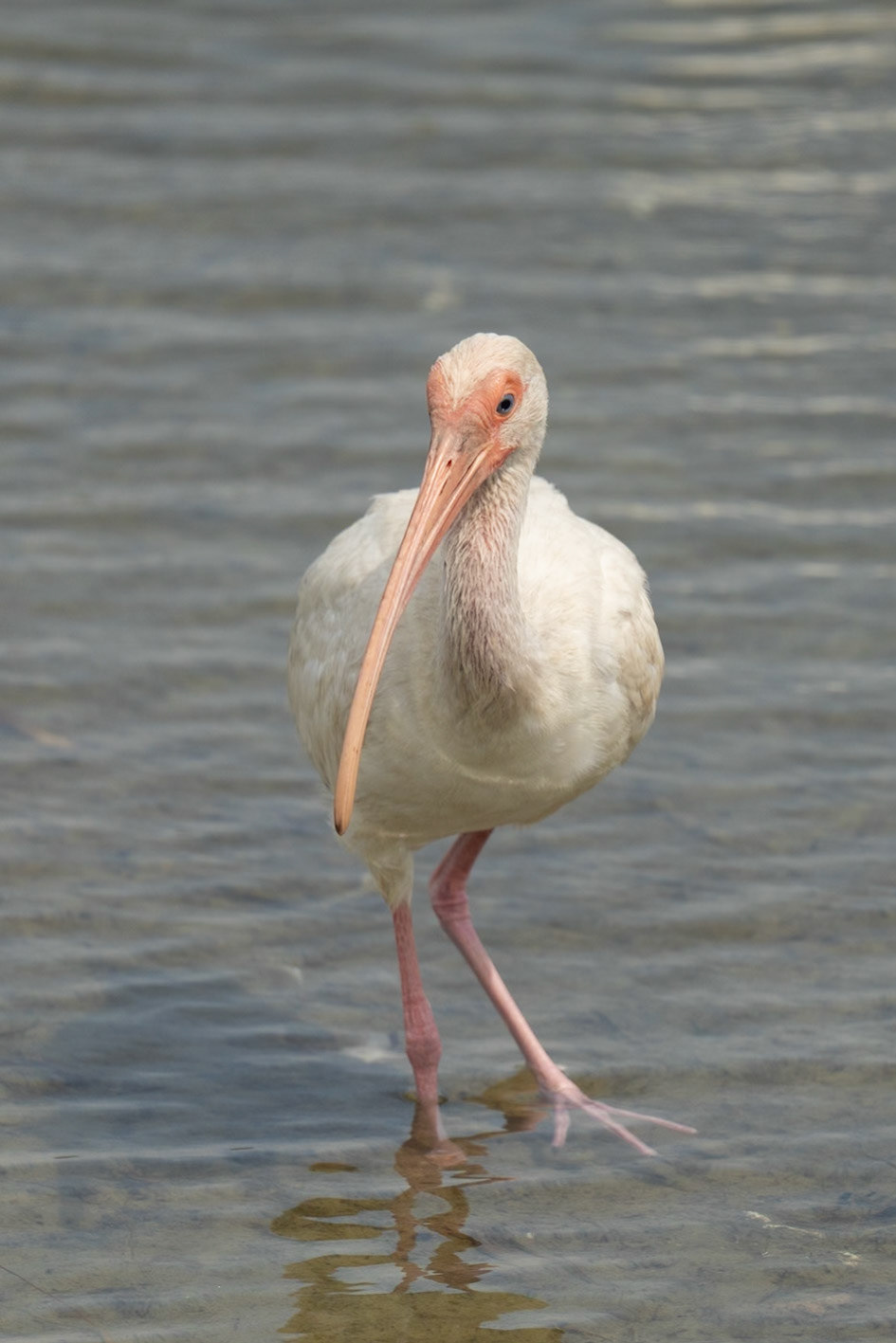 White Ibis