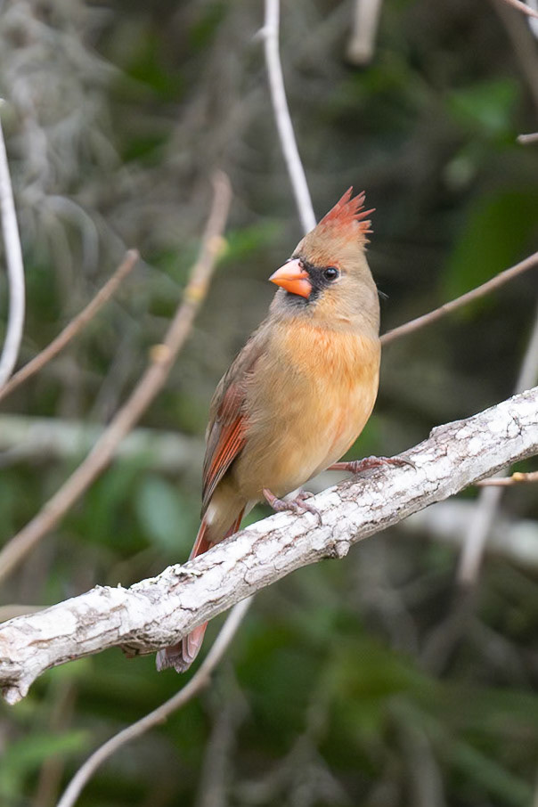 Female Cardinal