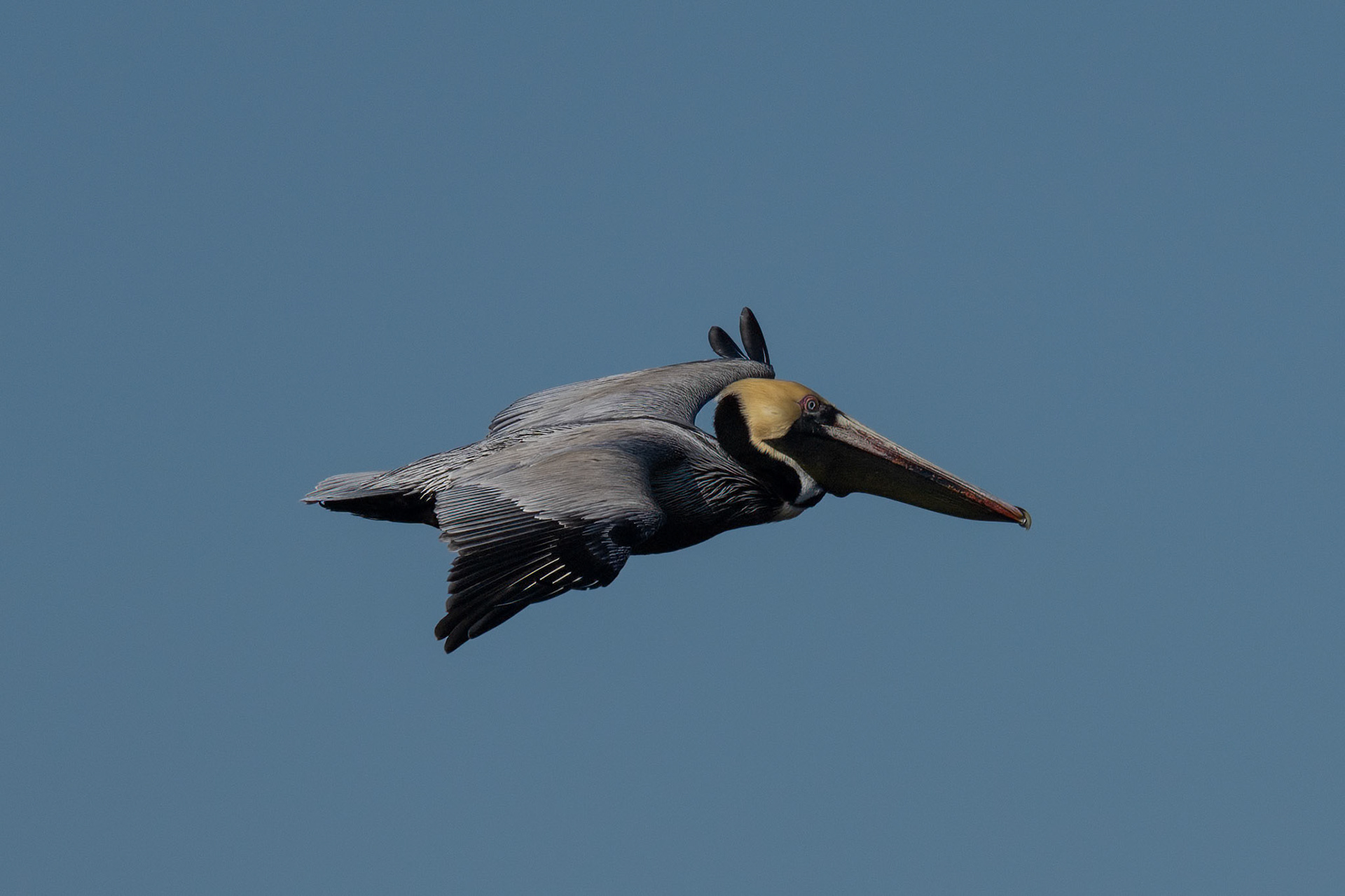Greater American Tern