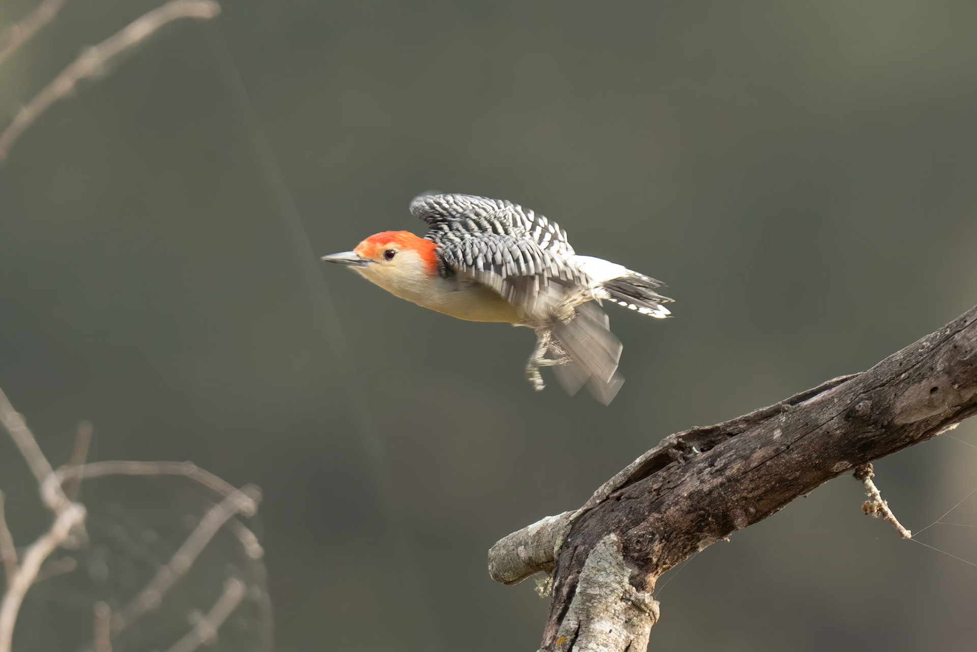Red-Bellied Woodpecker